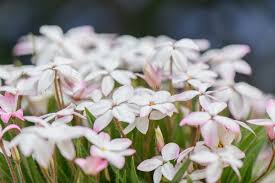 Image result for Hypoxidaceae