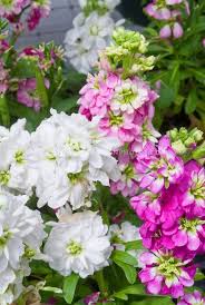 Pin On Flowers And Gardens