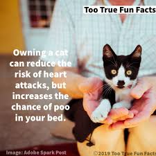 These adorable snaps, memes, and tweets are filled. Too True Fun Facts A Twitter Caturday Fun Fact Caturday Cats Cat Catsaturday Catmeme Catnemes Poo Comedy Funny Meme Memes Memesdaily Parody Parodyaccount Satire Lol Lols Lolz Humor Humour Humorous Https T Co Uluhsubftz