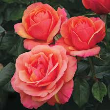 Information provided by weeks roses. Downton Abbey Roses Breck S