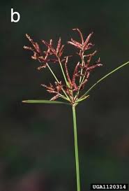 Image result for Cyperus sp.no.6