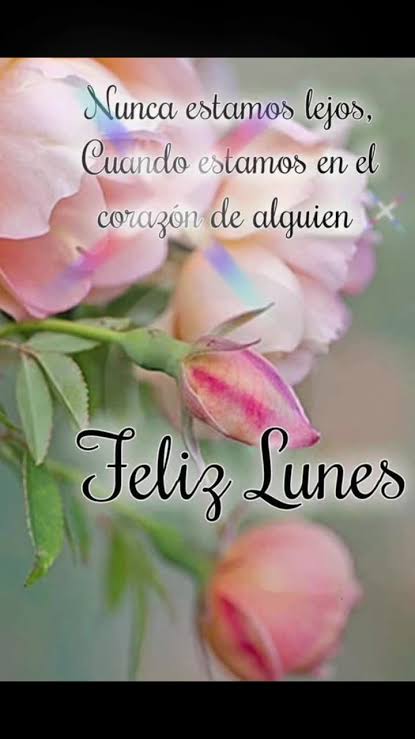 Feliz Lunes con Flores: Imágenes y Frases para un Inicio de Semana Bendecido