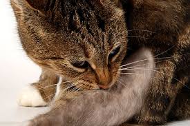 Best topical flea treatment for cats: Contact Dermatitis In Cats Symptoms Causes Diagnosis Treatment Recovery Management Cost