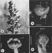 Image result for Corycium dracomontanum