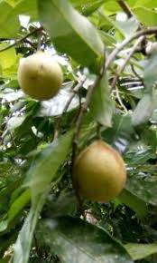 Check spelling or type a new query. Buah Buahan Steemit