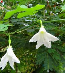 Image result for Coccinia subglabra