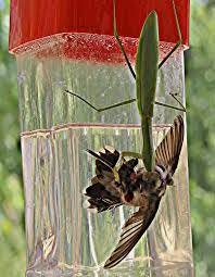 Check spelling or type a new query. Beautifulnativeplants Praying Mantises Which Are The Good Ones