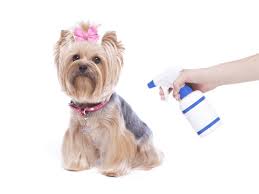 The Dog Trainer Should You Use A Squirt Bottle To Train Your Dog Dog Trainer Quick And Dirty Tips
