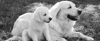 Maybe you would like to learn more about one of these? Sunkissed Goldenz Specializing In Breeding Beautiful Akc English Cream Golden And American Golden Retriever Puppies In Siloam Springs Ar