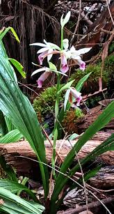 Image result for Phaius