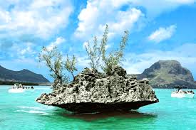 Tamarin, Mauricio Avistar delfines y ballenas: lo MEJOR de 2025 -  Cancelación GRATIS | GetYourGuide