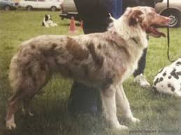 Merle pups r9000 black and white and brown and white pups r7000 contact for more. Category Australian Shepherd Unforgettable Aussies