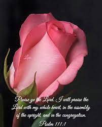 Pin By Joan Ellis On Pinning For Yeshua Beautiful Rose Flowers Hybrid Tea Roses Beautiful Roses