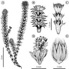 Image result for Hirpicium gorterioides