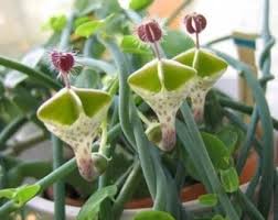Image result for Ceropegia nilotica