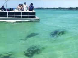 Crab island is also accessible by jet ski, kayak or paddle board. Huge Sharks Swim Past Boats Near Crab Island In Destin Video