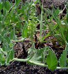 Image result for Tragia brevipes-benthamii-okanyu