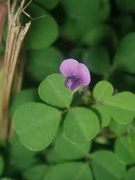 Image result for Grona setigera