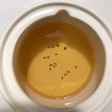 6 Ways To Instantly Get Rid Of Fruit Flies Gnats At Home In 2020 How To Get Rid Of Gnats Gnats Fruit Flies