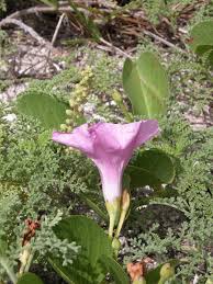 Image result for Ipomoea pes-caprae