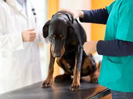 Canine lymphoma is one of the most common cancers diagnosed in dogs. Reddit Thread Woman Puts Boyfriend S Dog Down Without Telling Him