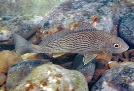 Image result for Microcharis