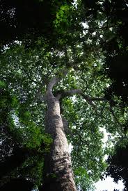 Image result for Lasiodiscus mannii