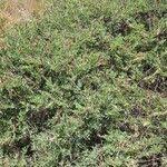 Image result for Indigofera schimperi