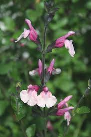 Wonderfully aromatic like all the members of this. Perennial Salvia Plants Ornamental Sages For The Garden Article By Plant Delights Nursery