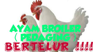 Maybe you would like to learn more about one of these? Ayam Broiler Bertelur Youtube