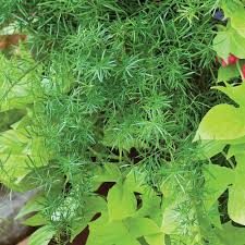 Image result for A. densiflorus Sprengeri