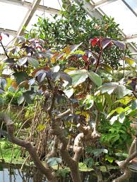 Image result for Jatropha gossypiifolia