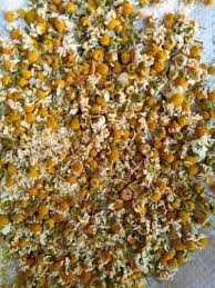 Add two tablespoon dried chamomile ( babunah ) flowers in a cup of boiling water. Dry Chamomile Flower At Rs 250 Kilogram Dried Flowers Id 14184648888