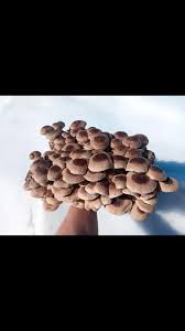 Image result for Lentinus edodes