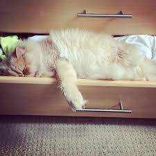 Share your cat's pictures, ask about grooming tips, health and food issues. 200 Persian Cat Names Persian Cat Corner