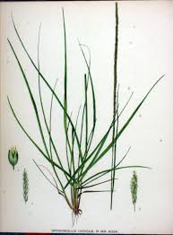 Image result for Sporobolus coromandelianus