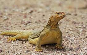 Sebaliknya, di malam hari suhu di tempat ini akan turun dengan drastis. Kisah Rasulullah Dengan Biawak Tayibah Com V2