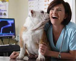 carter animal hospital cathedral city 68 766 perez road 760 324 8811 dogs your dog pet daycare