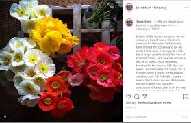 What flower symbolises mother's day? Episode 448 Florist Katie Mcclain Of Tucson S Posh Petals Plus Our Stories Of Resilience Guest Mandy O Shea Of 3 Porch Farm Debra Prinzing