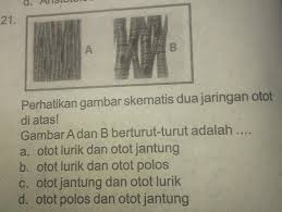 Jaringan otot terbagi menjadi 3 yaitu jaringan otot lurik, otot polos, dan otot jantung. Perhatikan Gambar Skematis Dua Jaringan Otot Di Atas Gambar A Dan B Berturut Turut Adalah A Otot Brainly Co Id