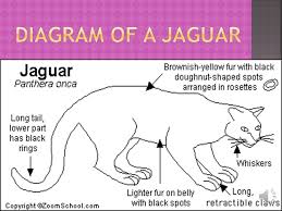 Diagram Of A Jaguar Animal Wiring Diagrams