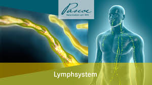 Das menschliche lymphatische system als teil des immunsystems lässt sich unter umständen nur schwer verständlich machen, aber der rüdiger anatomie lehrtafel das lymphsystem des menschen gelingt dies. Pascoe Naturmedizin Die Lymphe Das Allerfeinste Im Korper Youtube
