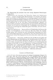 Image result for Englerodendron mengei