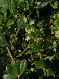 Image result for Triainolepis sancta