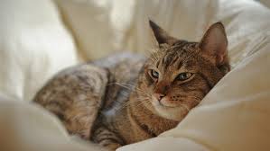 Namun jika anda pernah bermimpi pernah digigit atau dicakar kucing sebaiknya. Foto Kucing Tabby Coklat Di Tempat Tidur Hewan Peliharaan Hewan Kucing Wallpaper Hd Wallpaperbetter
