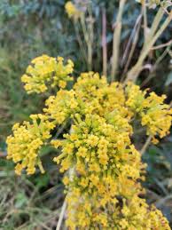 Image result for Kalanchoe latisepala