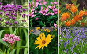 The root system of coneflowers are fibrous rather than the long tap root that other prairie plants have. 12 Perennials That Grow Well In Ohio Garden Lovers Club
