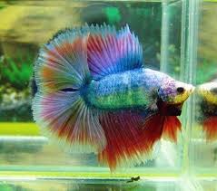 I recently added some rainbow fish to my community tank, i didn't think about it at the time but i was wondering if they get along with bettas and whats. Rainbow Double Tail Betta Male Betta Fish Betta Siamese Fighting Fish