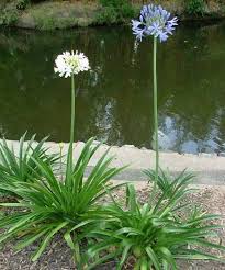 Image result for Agapanthus praecox