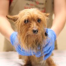 Once you have found a kitty you like just complete the adoption application and one of our adoption officers will contact you. Small Breed Puppy Mill Rescue Atlanta Humane Society